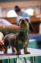 Crufts2011_2 1248